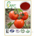 Poudre de tomate 100% de qualité alimentaire